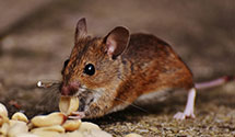 24 Hour & Emergency Exterminators in Cleveland, SC